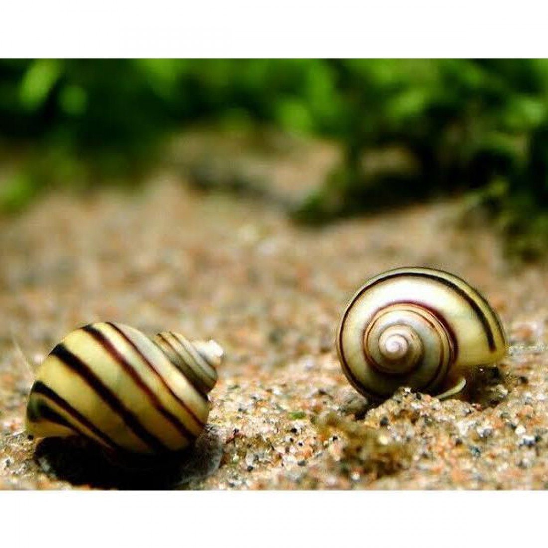 Улитка Эльф Спикси размножение