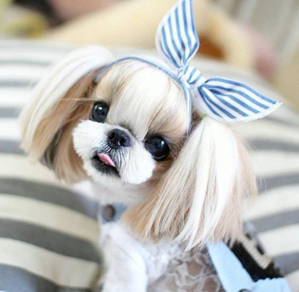 Щенки ши тцу