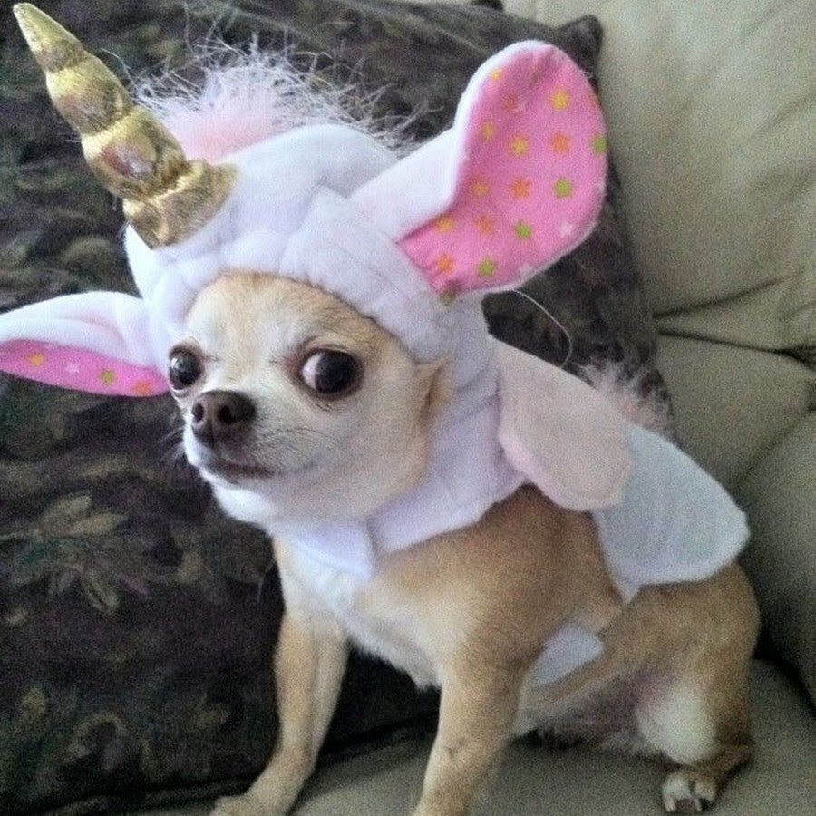 Чихуахуа Арлекин