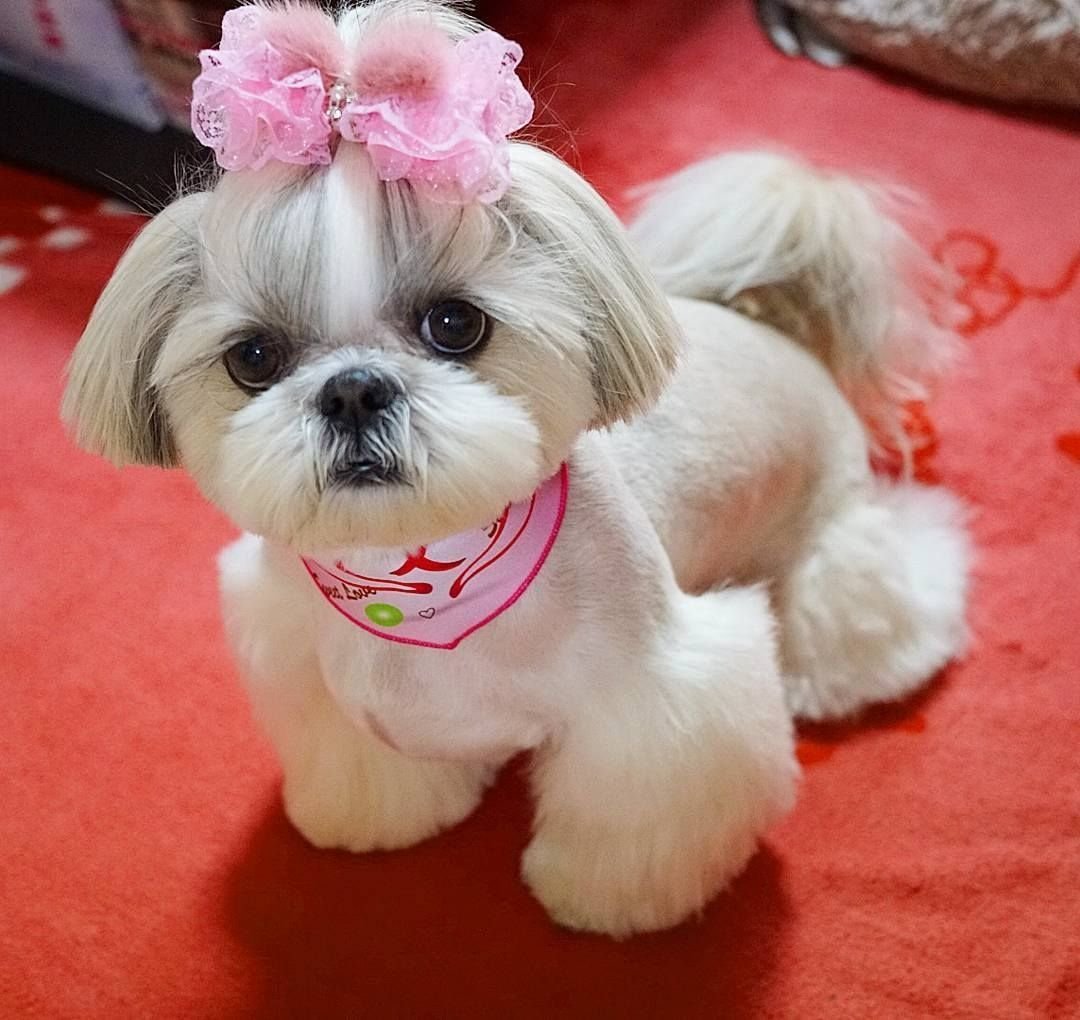 Собачка ши тцу