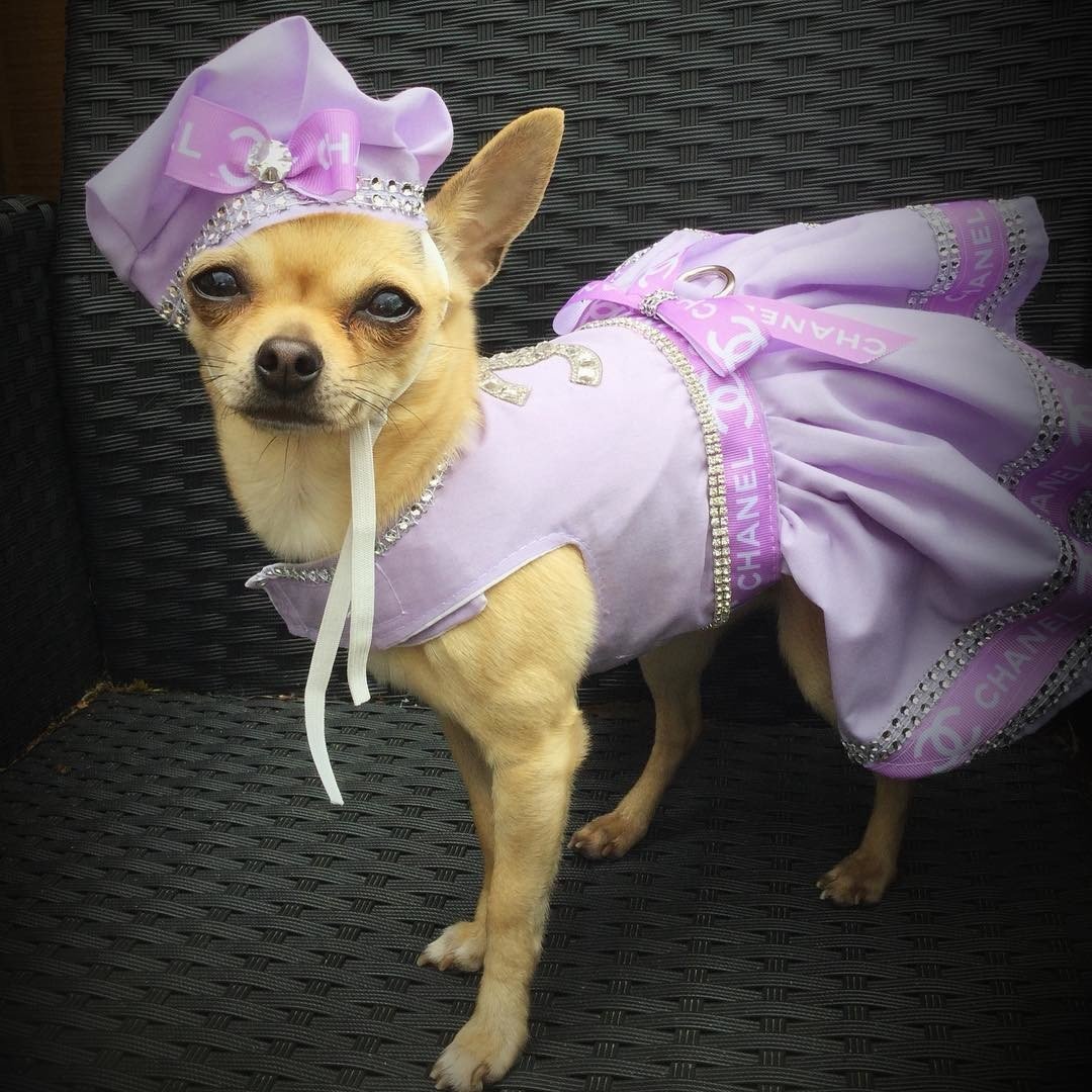 Lapkins чихуахуа