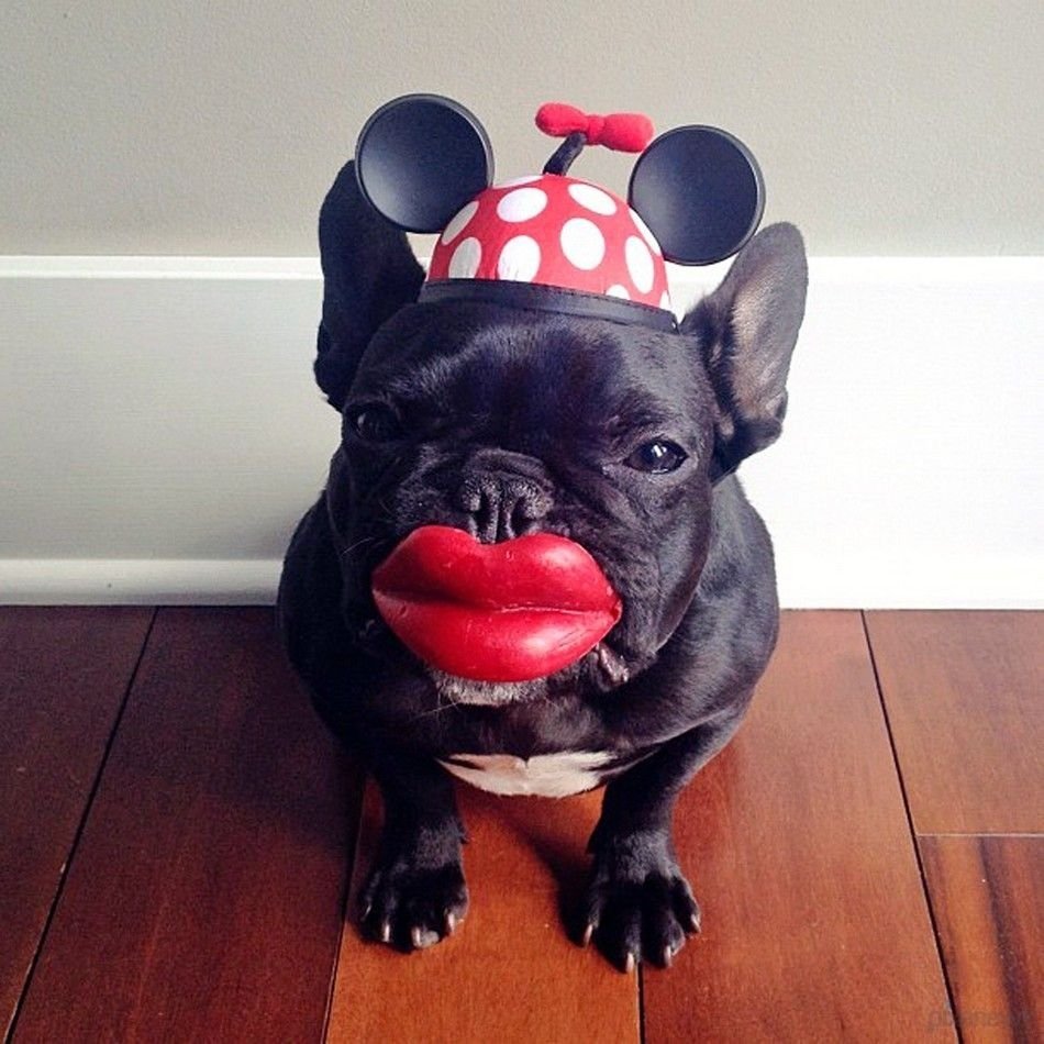 Собачка французский бульдог