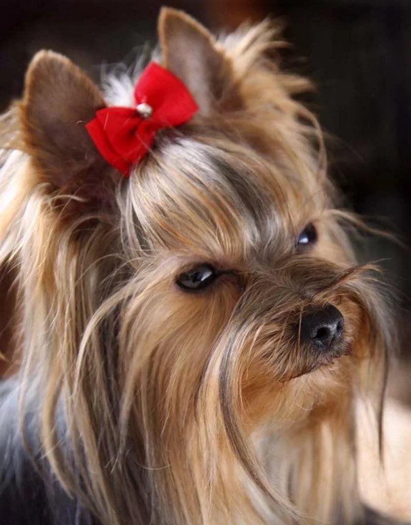 Ершский терьер