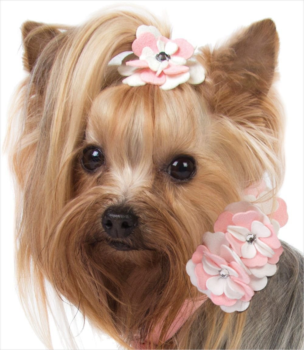 Йоркширский терьер