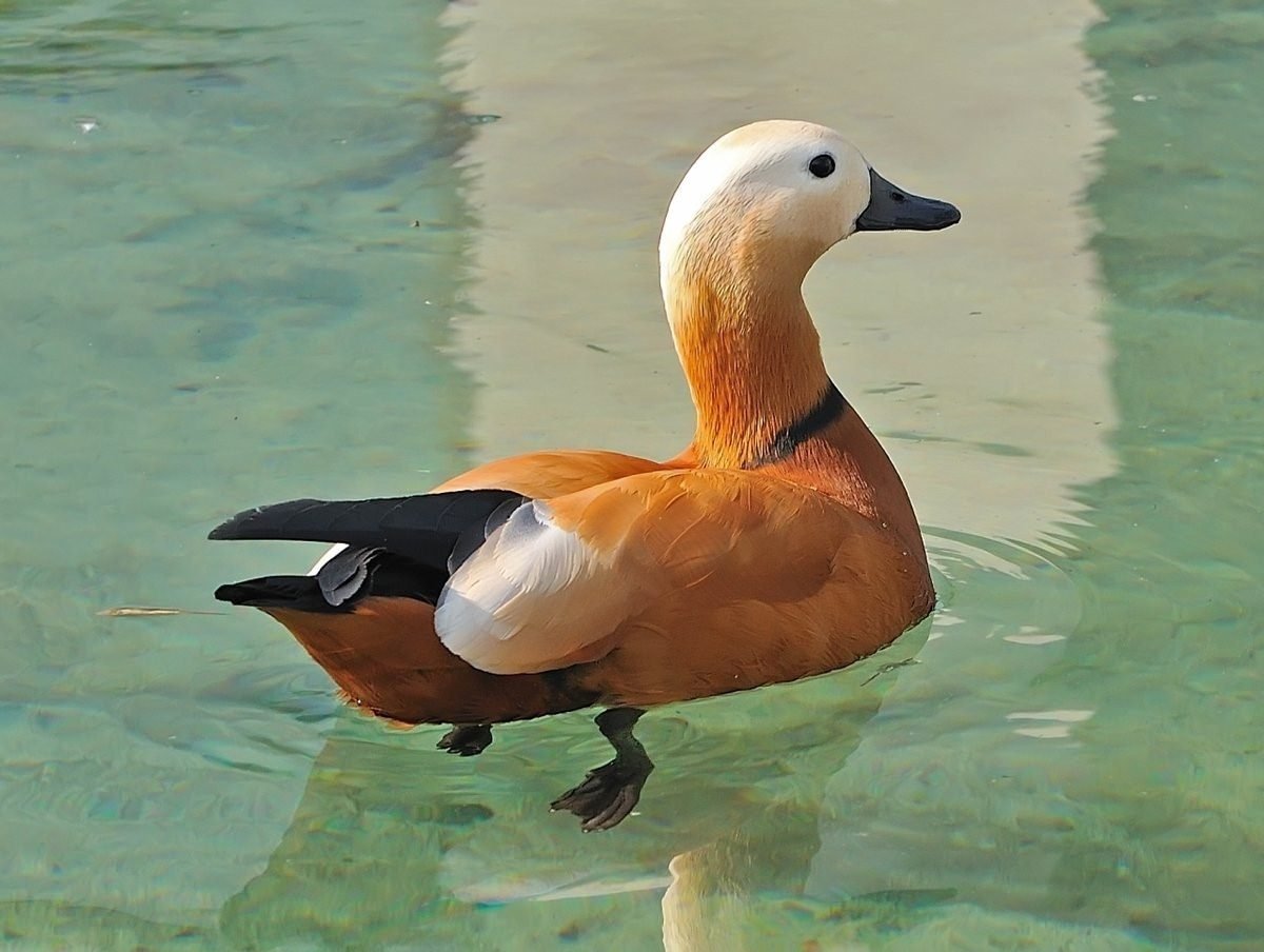 Красная утка Огарь