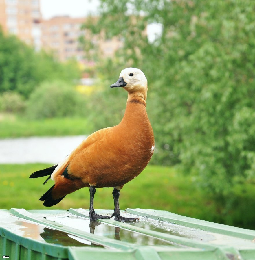 Огарь селезень