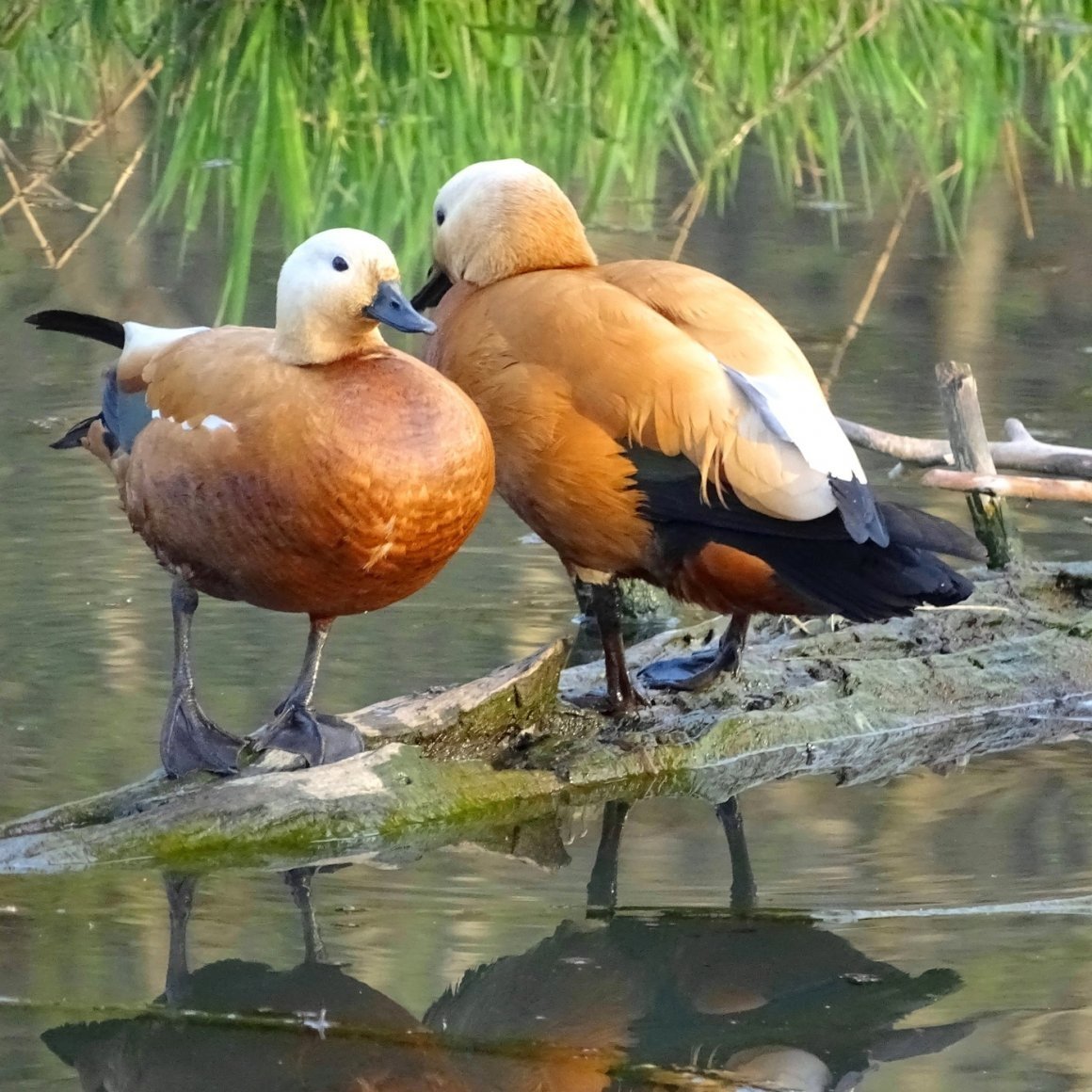 Дикие утки Огарь