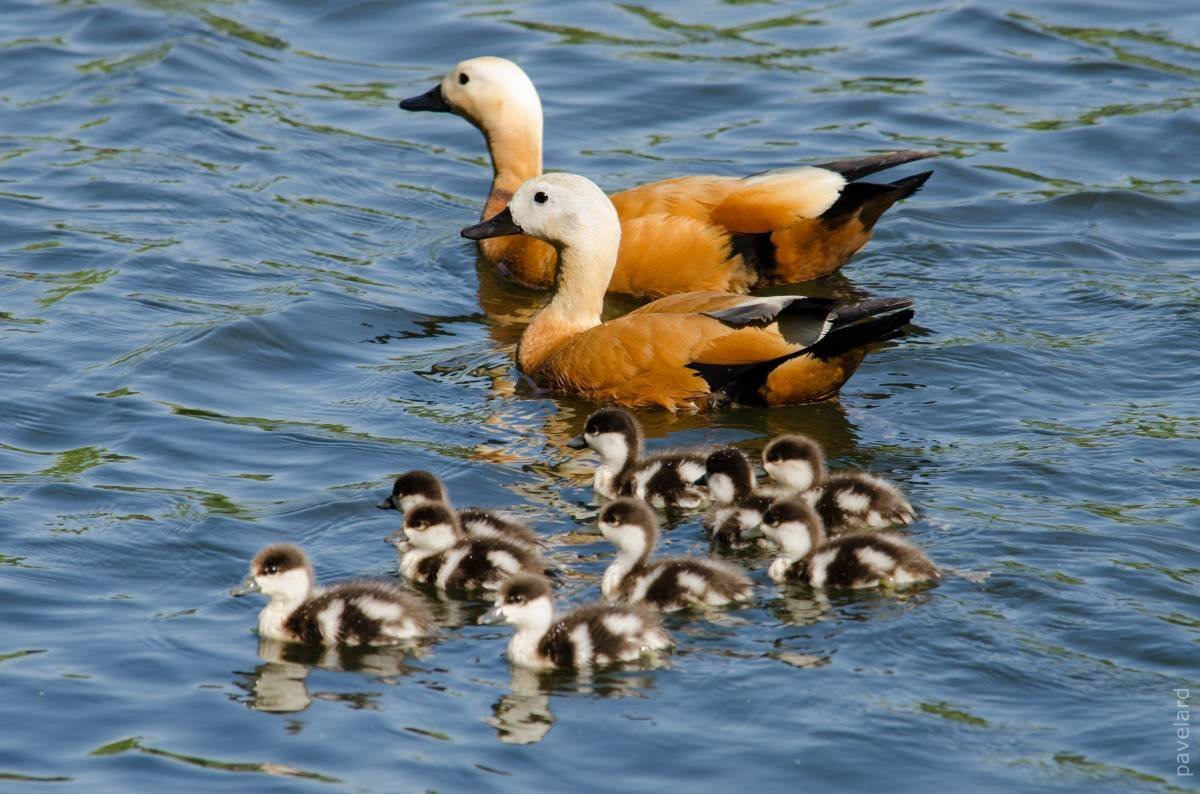 Утка Огарь с утятами