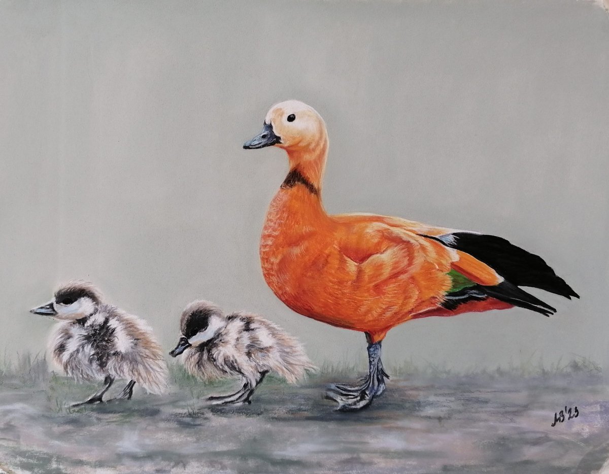 Джой Кэмпбелл художник