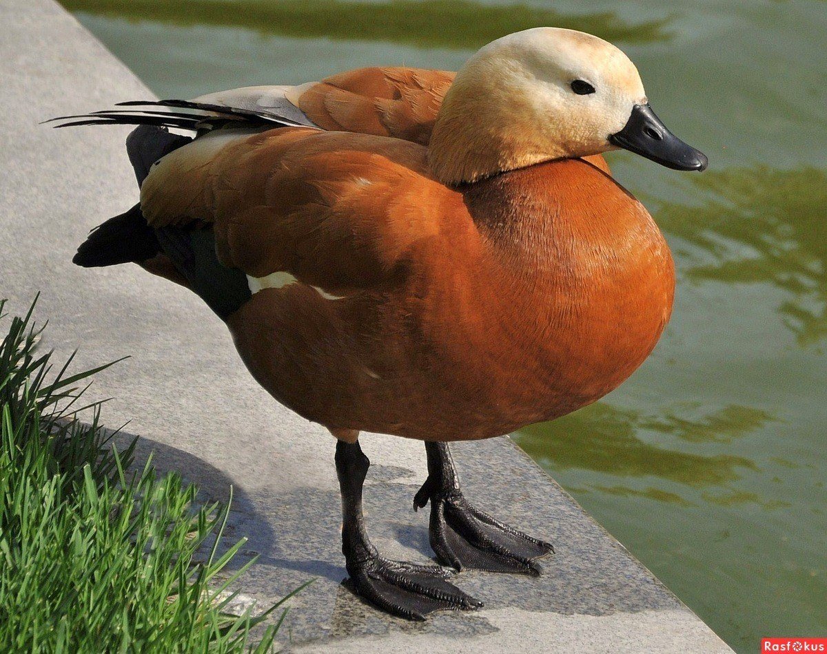 Утка Огарь с утятами