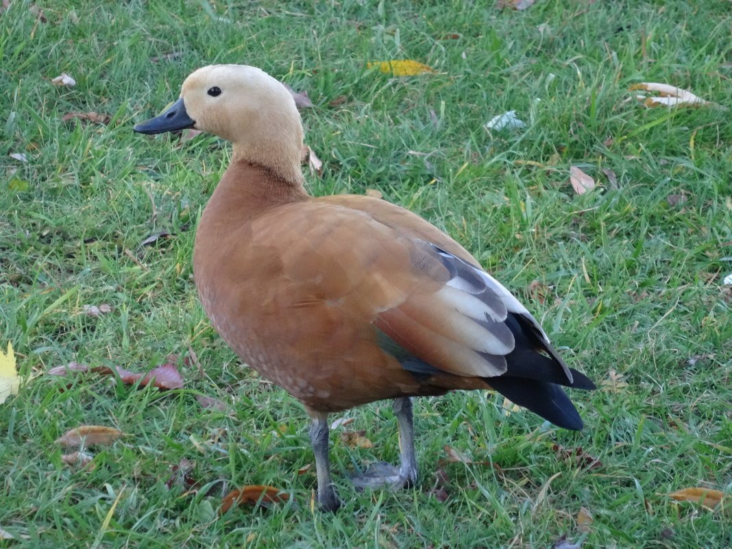 Утка Огарь гнездо