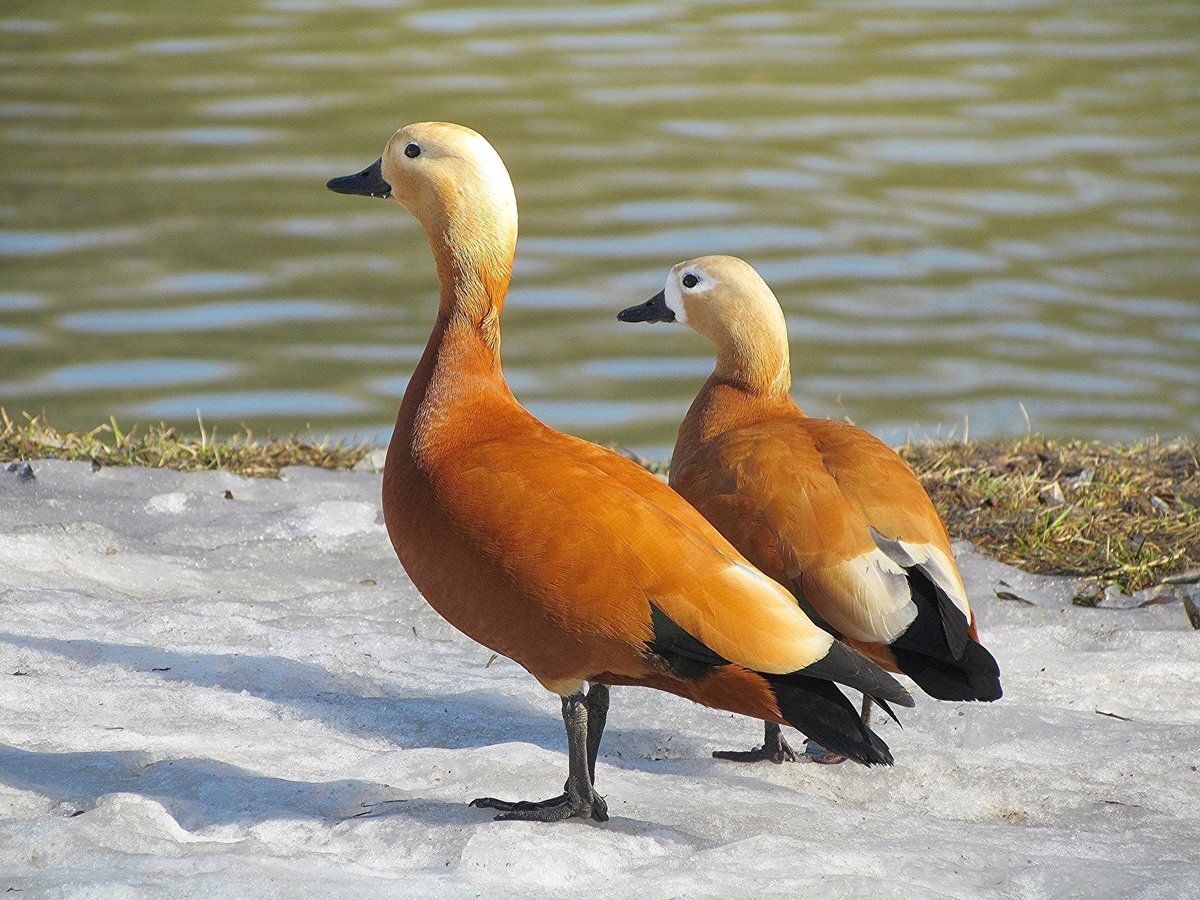 Дикие утки Огарь