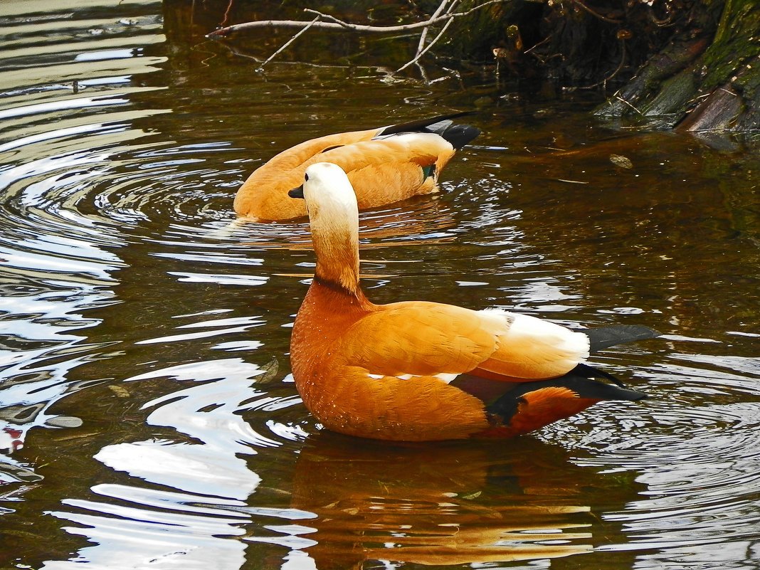 Бережковская огари