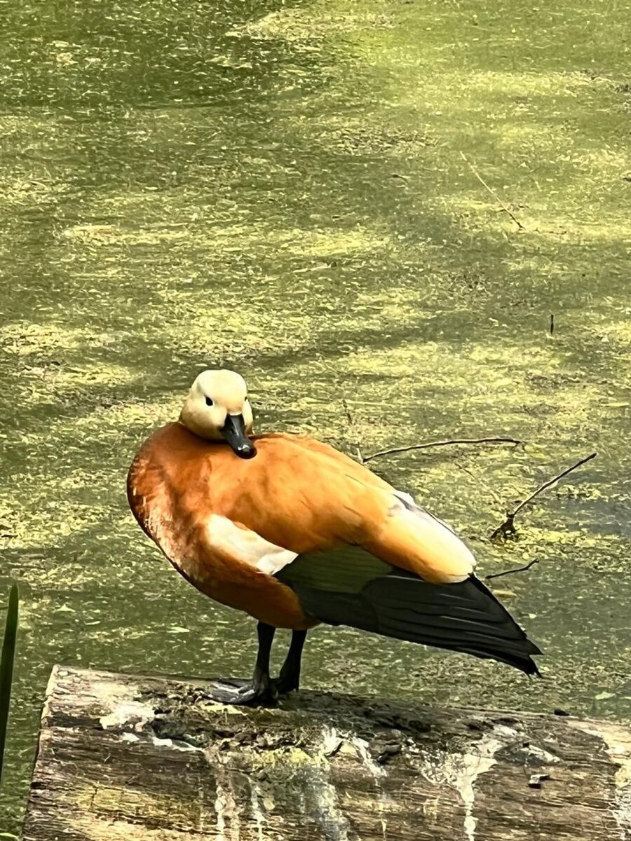 Дикие утки Огарь