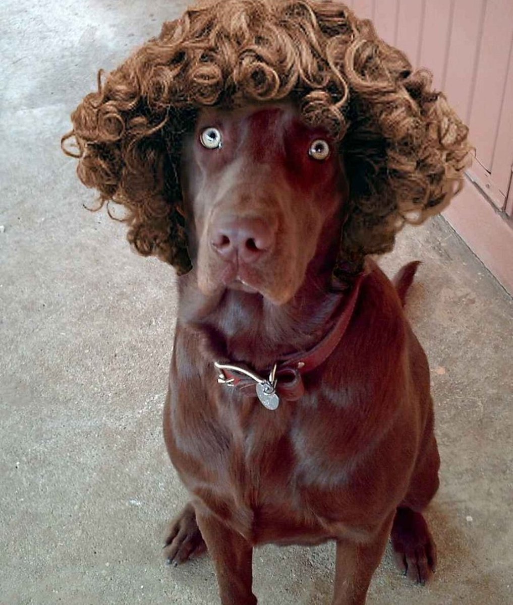 Собака с кудряшками