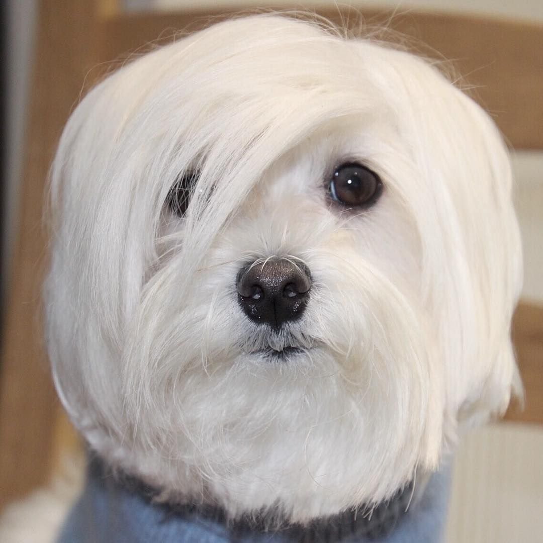 Гаванский Бишон хаванез стрижка