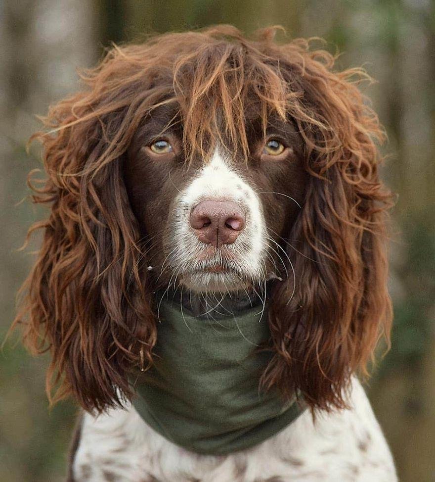 Австралийский пудель нори