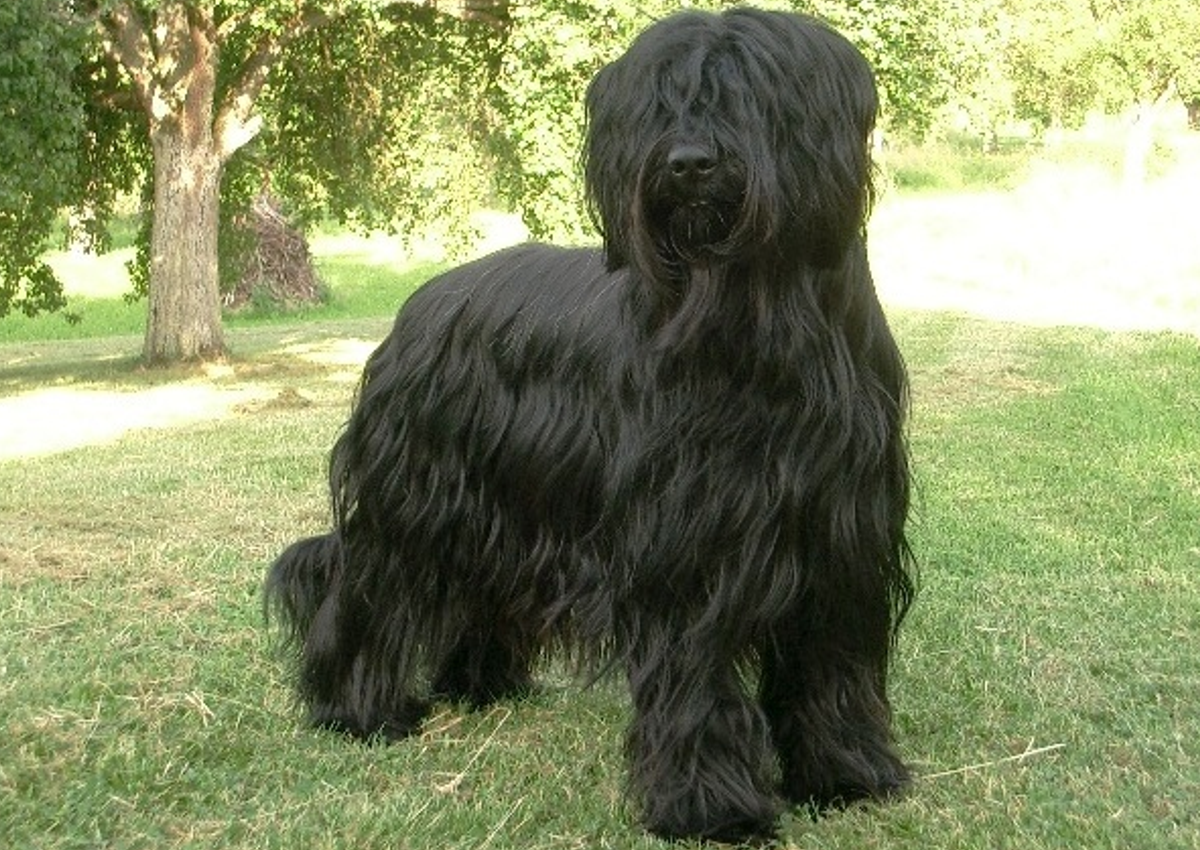 Бриар терьер черный