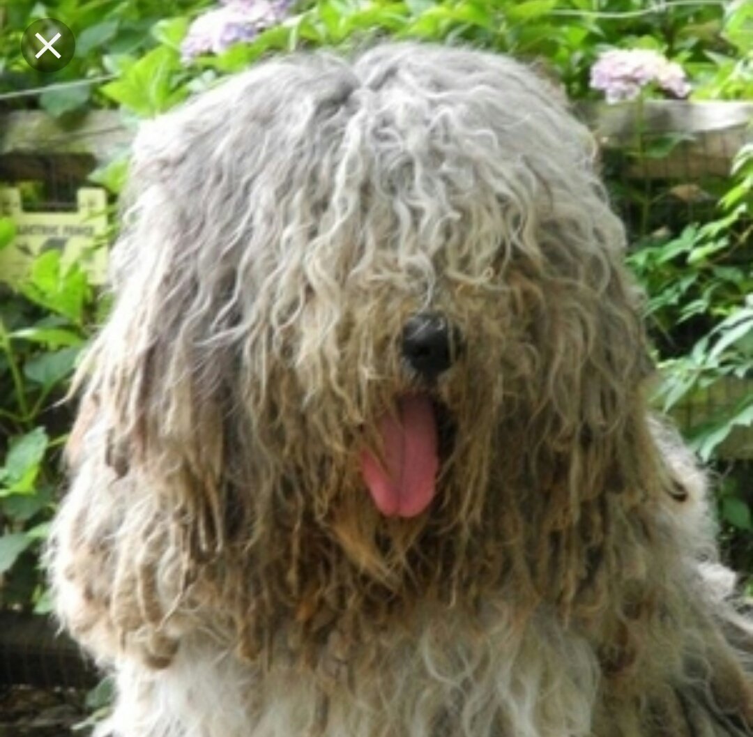 Бергамская овчарка щенки