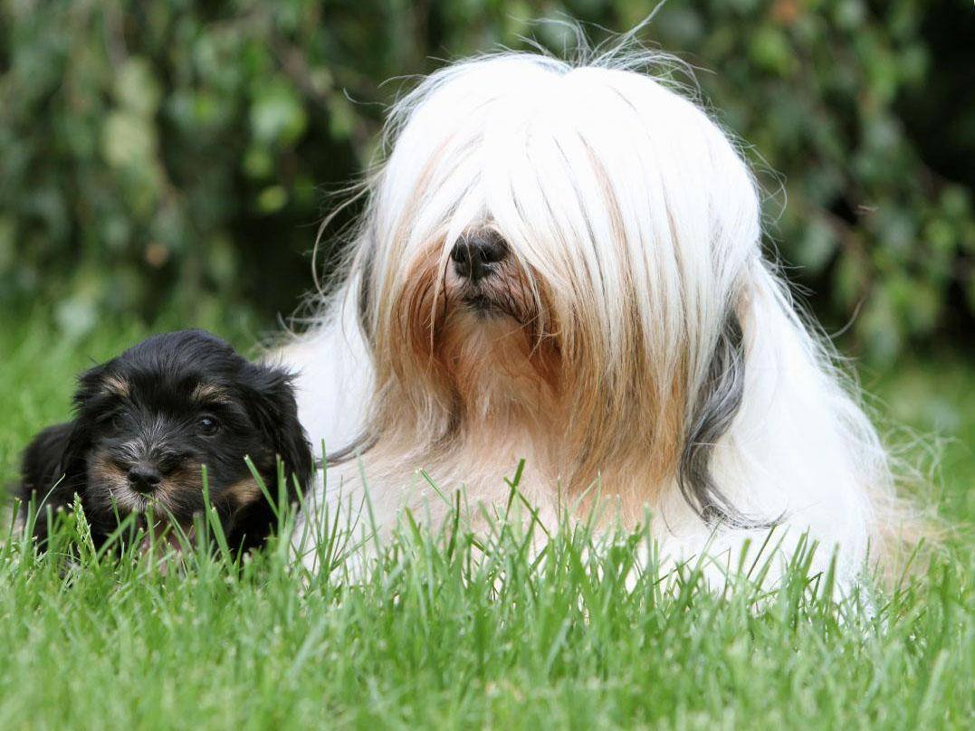 Карликовый тибетский терьер