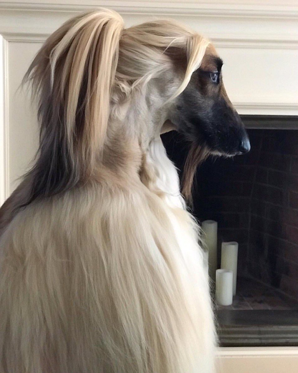 Афганская борзая / Afghan Hound