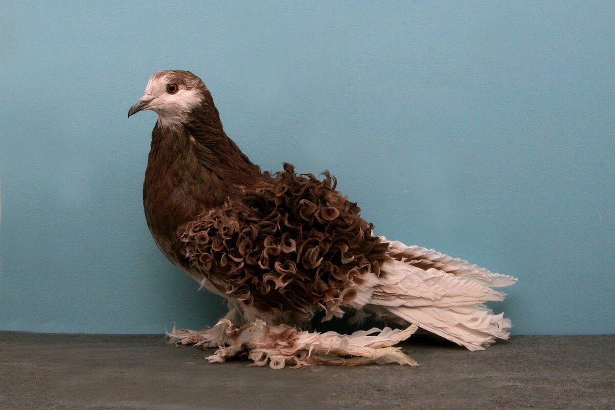 Frillback Pigeon порода голубей