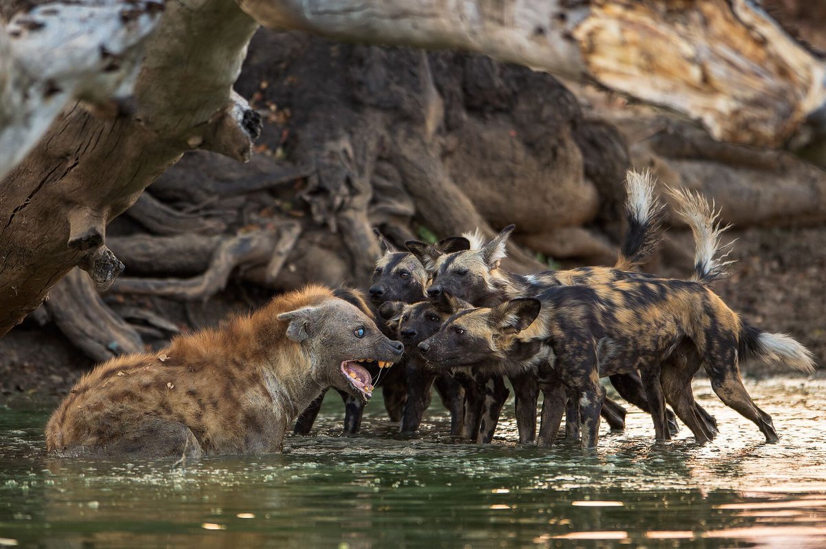 Гиена в саванне