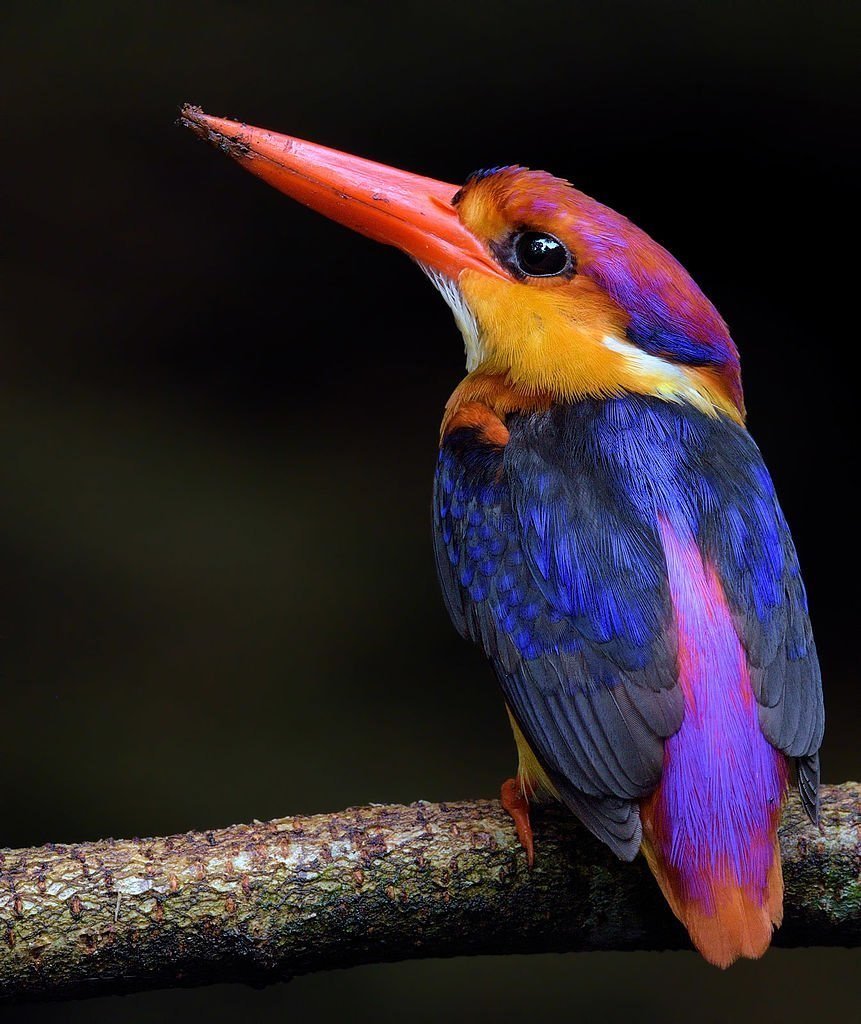 Птица с цветным клювом