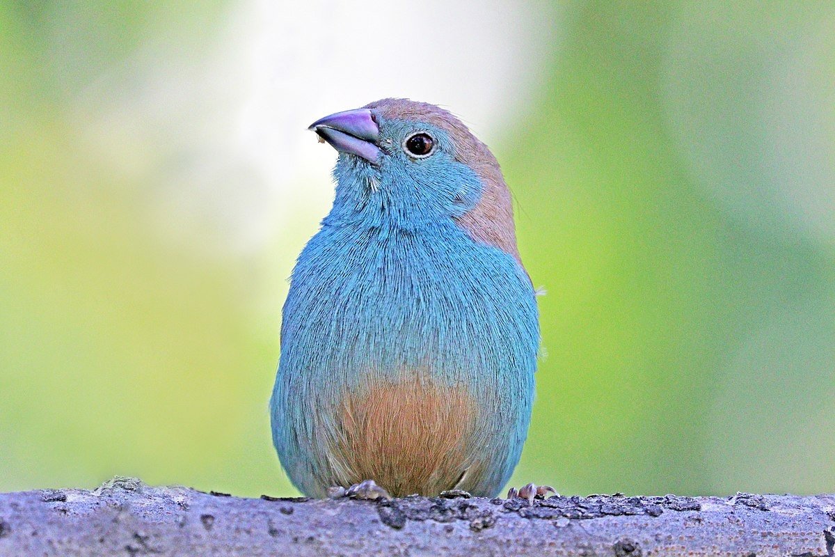 Blue Waxbill