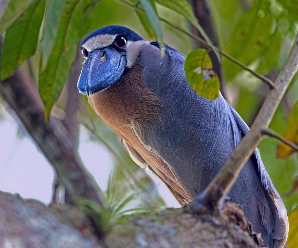 Cochlearius cochlearius