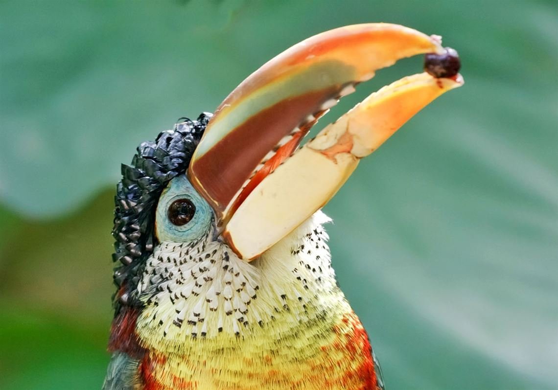 Птица с разноцветным клювом