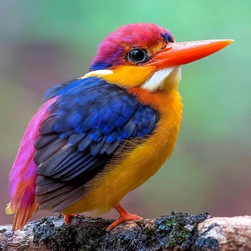 Зимородок малайский Лесной-