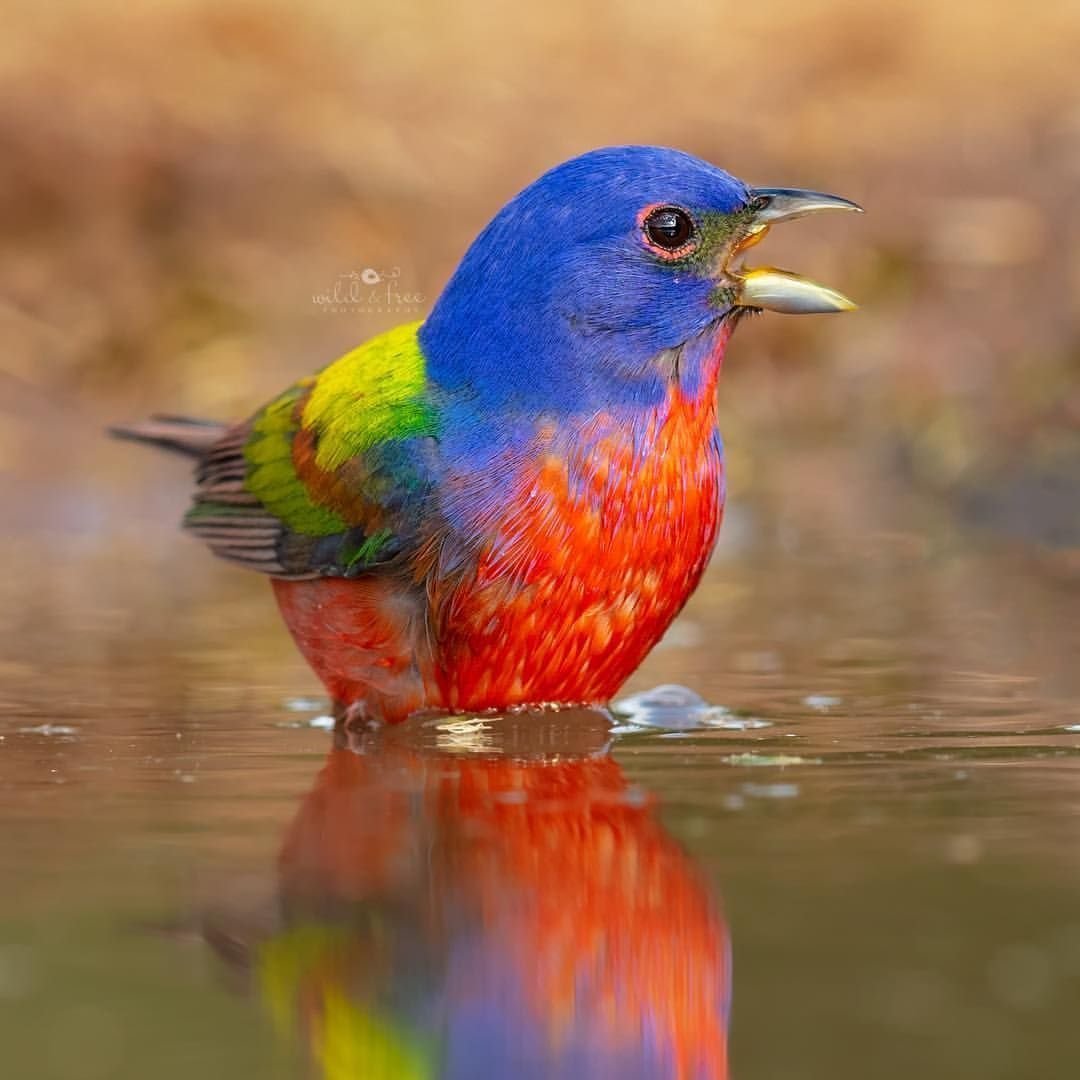 Расписной овсянковый Кардинал