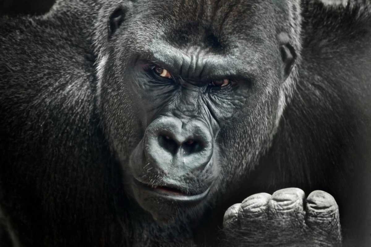 Кинг Конг