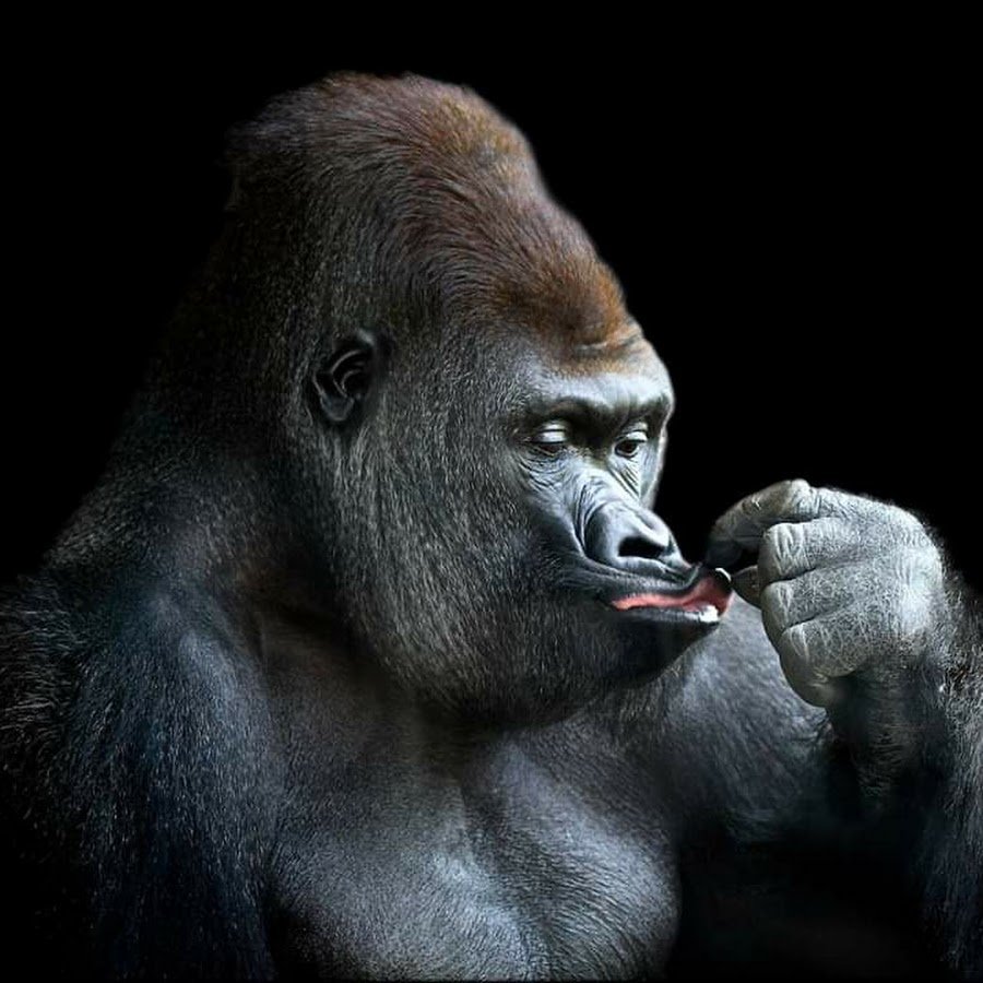 Ноздри гориллы