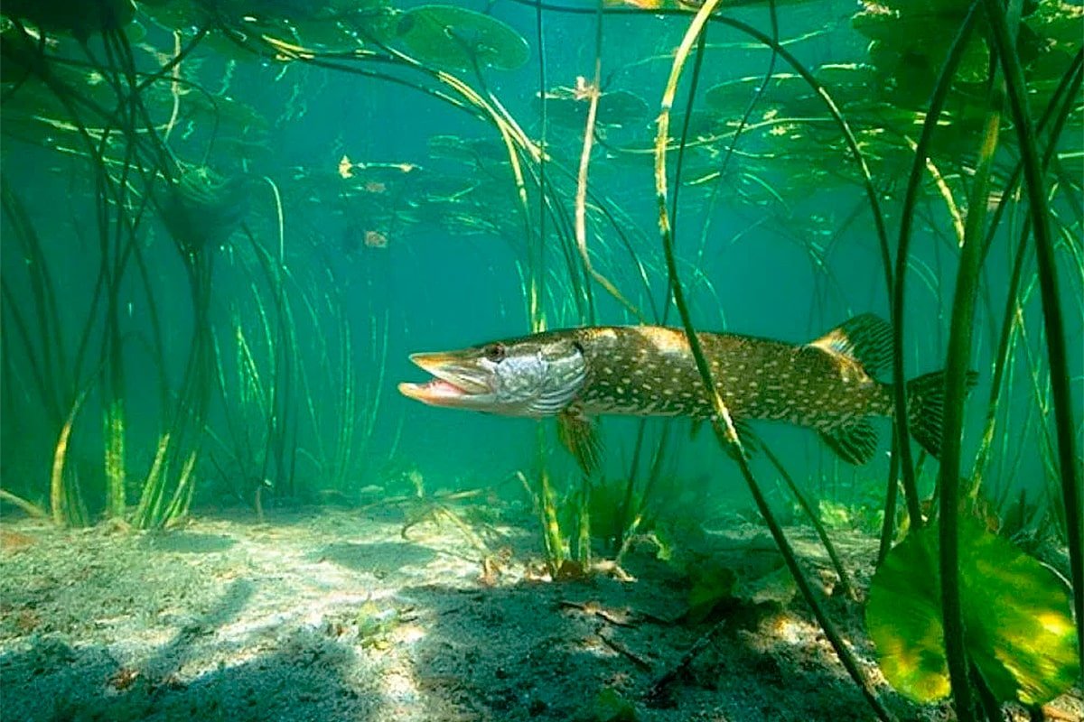 Щука Озерная