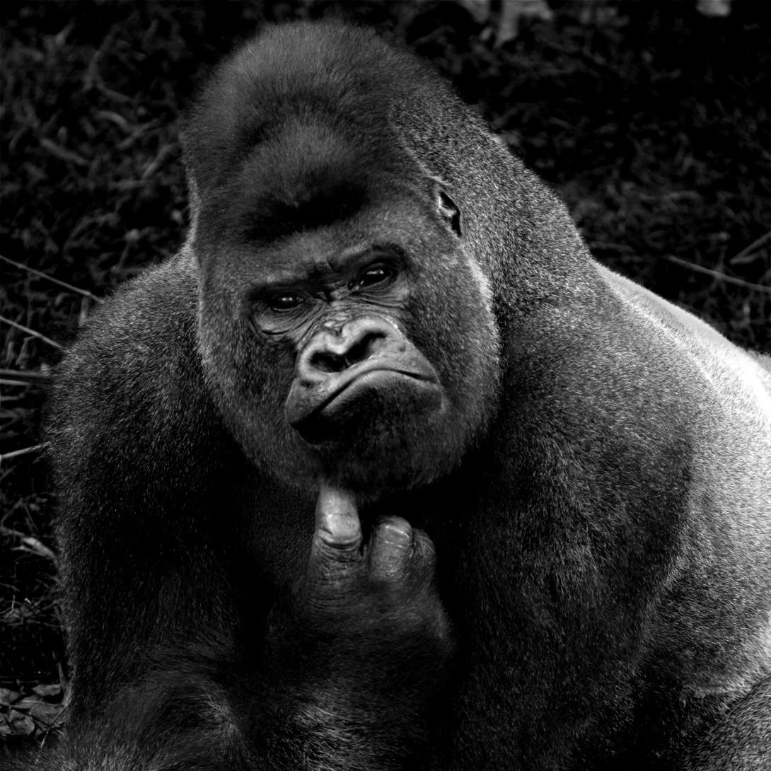 Брутальная горилла