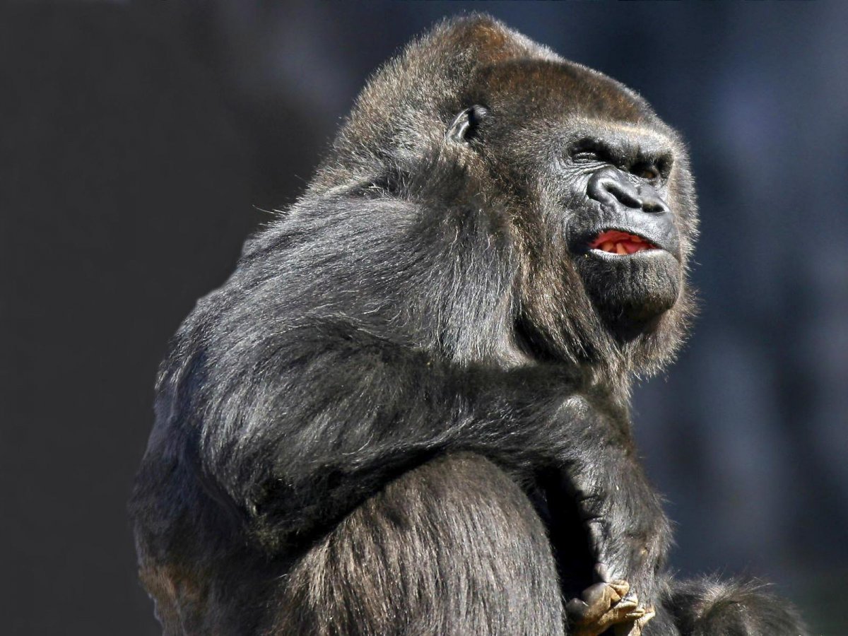 Горилла и шимпанзе