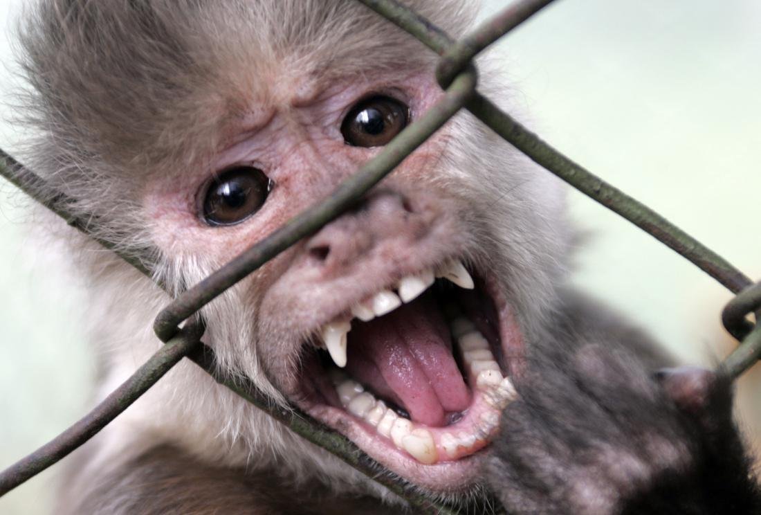 Зубы обезьяны