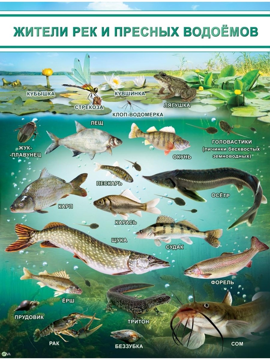 Обитатели рек и озер для детей