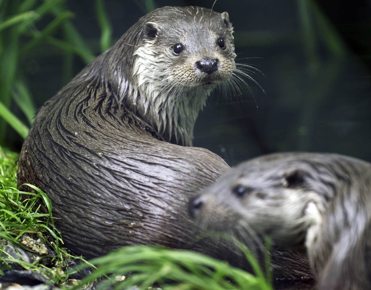 Выдра Lutra Lutra