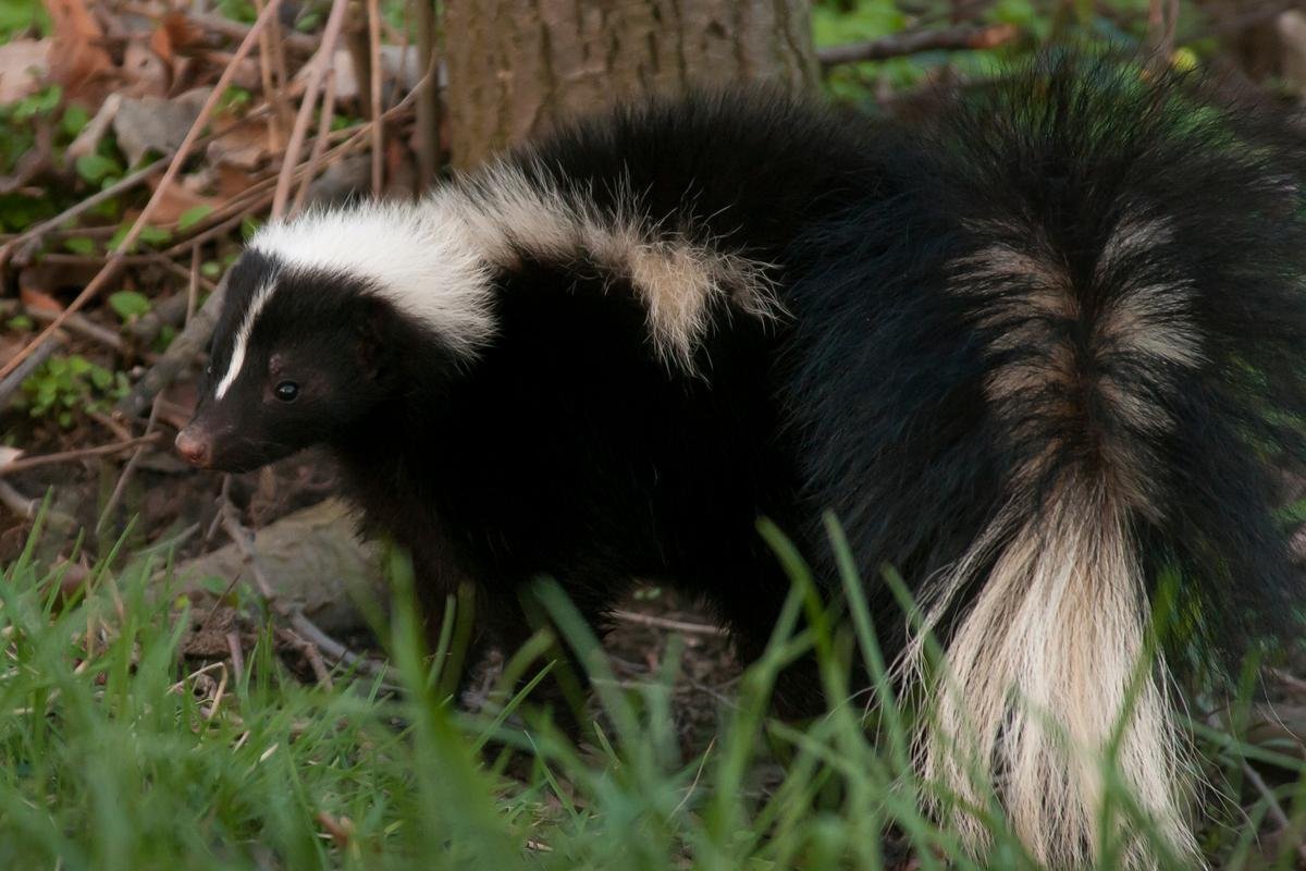 Полосатый скунс