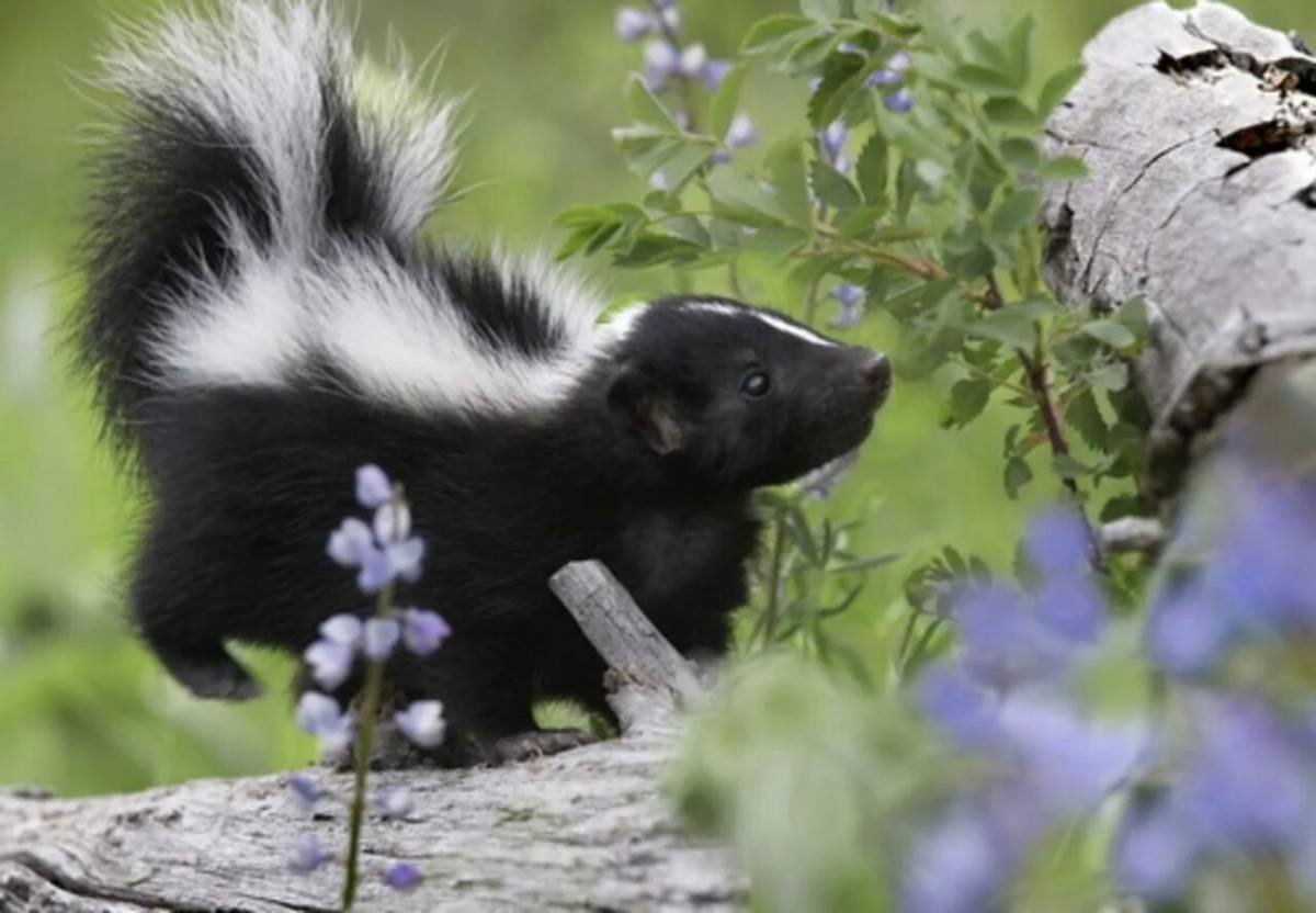 Полосатый скунс