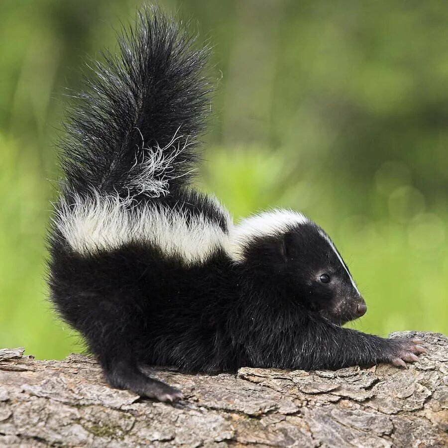 Полосатый скунс Северной Америки