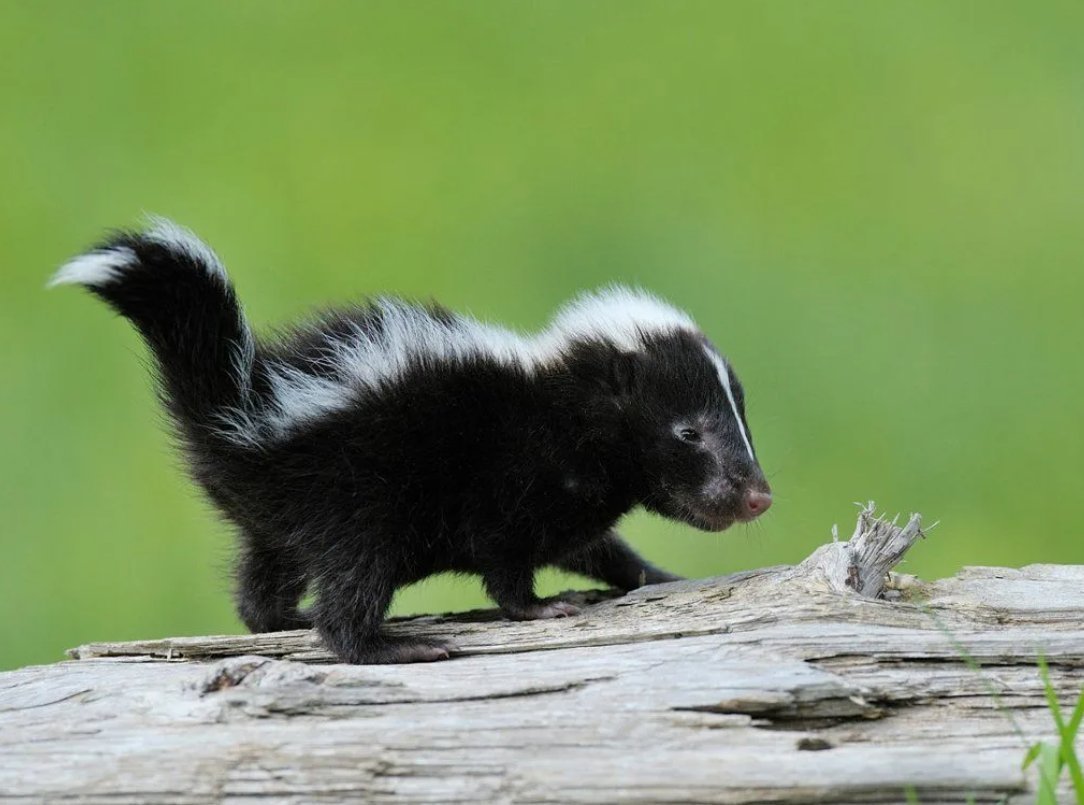 Восточномексиканский скунс