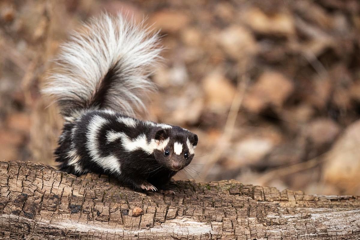 Карликовый скунс