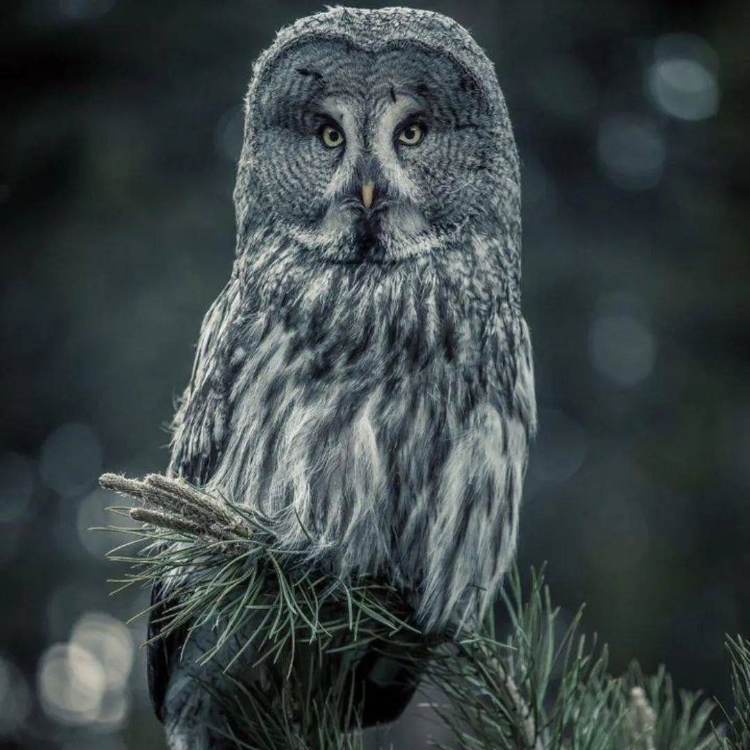 Птица Сова бородатая неясыть