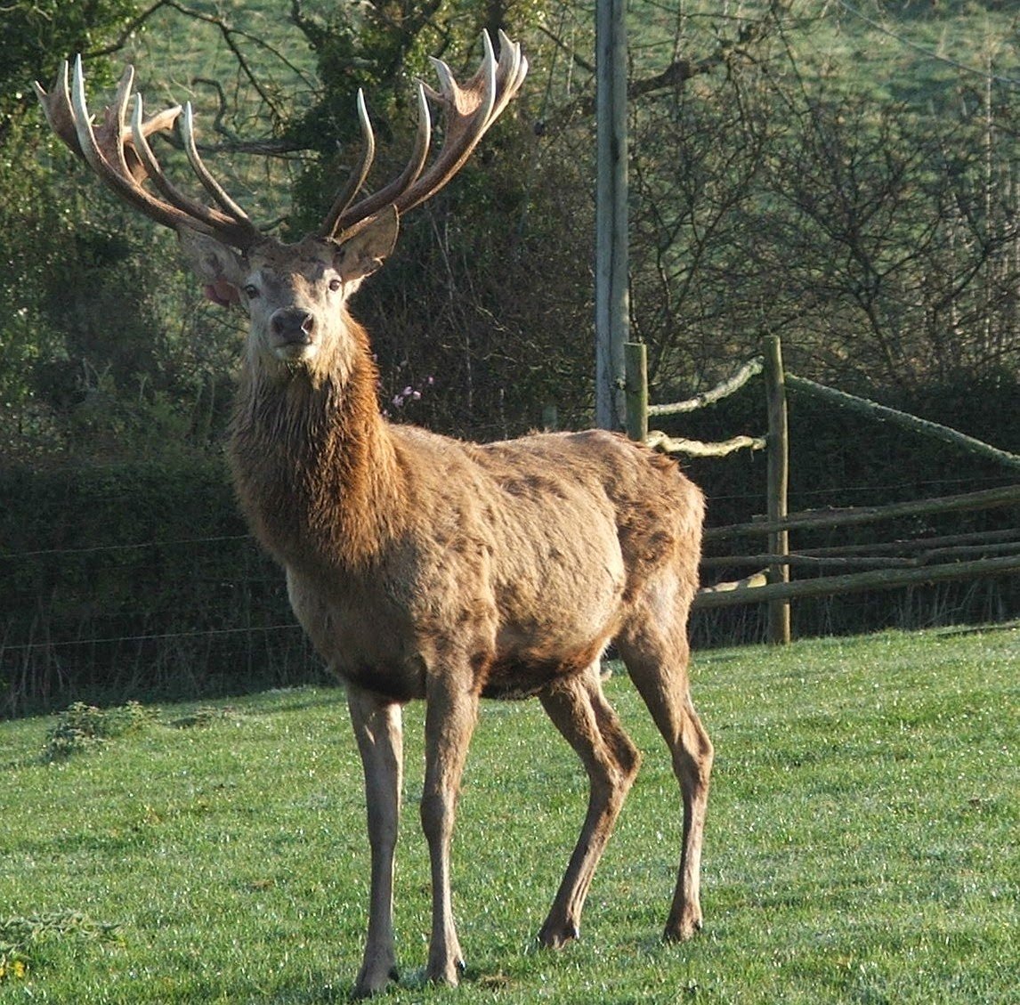 Благородный олень ноги