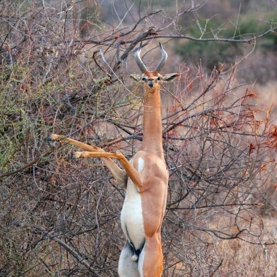 Антилопа геренук