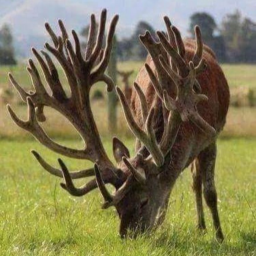 Олень с ветвистыми рогами